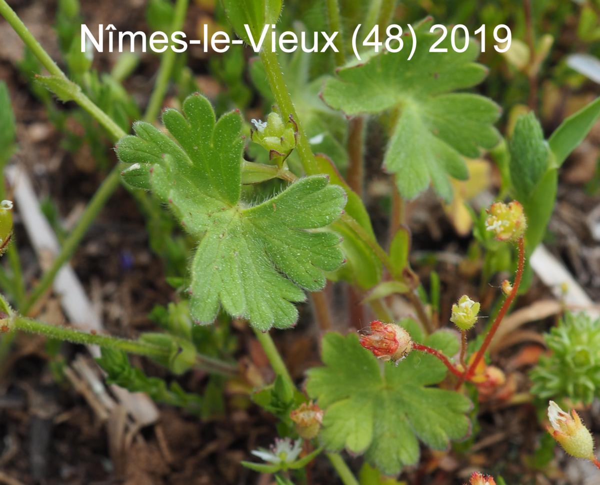 Cranesbill, Dove's-foot leaf